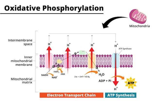 Atorvastatin lipitor mechanism of action