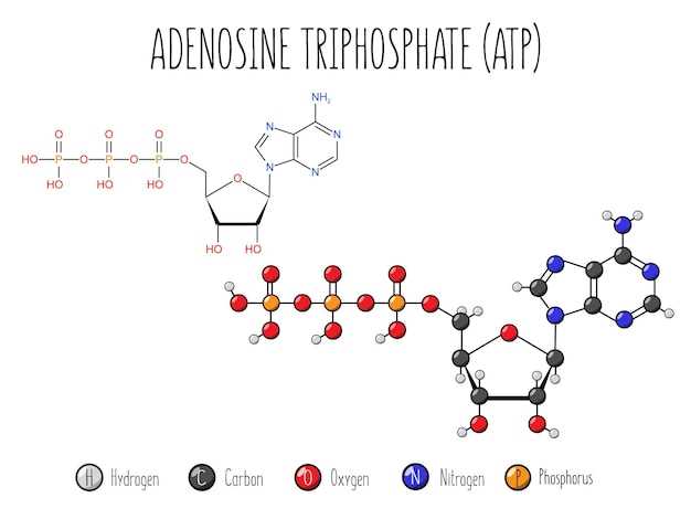Mekanisme atorvastatin